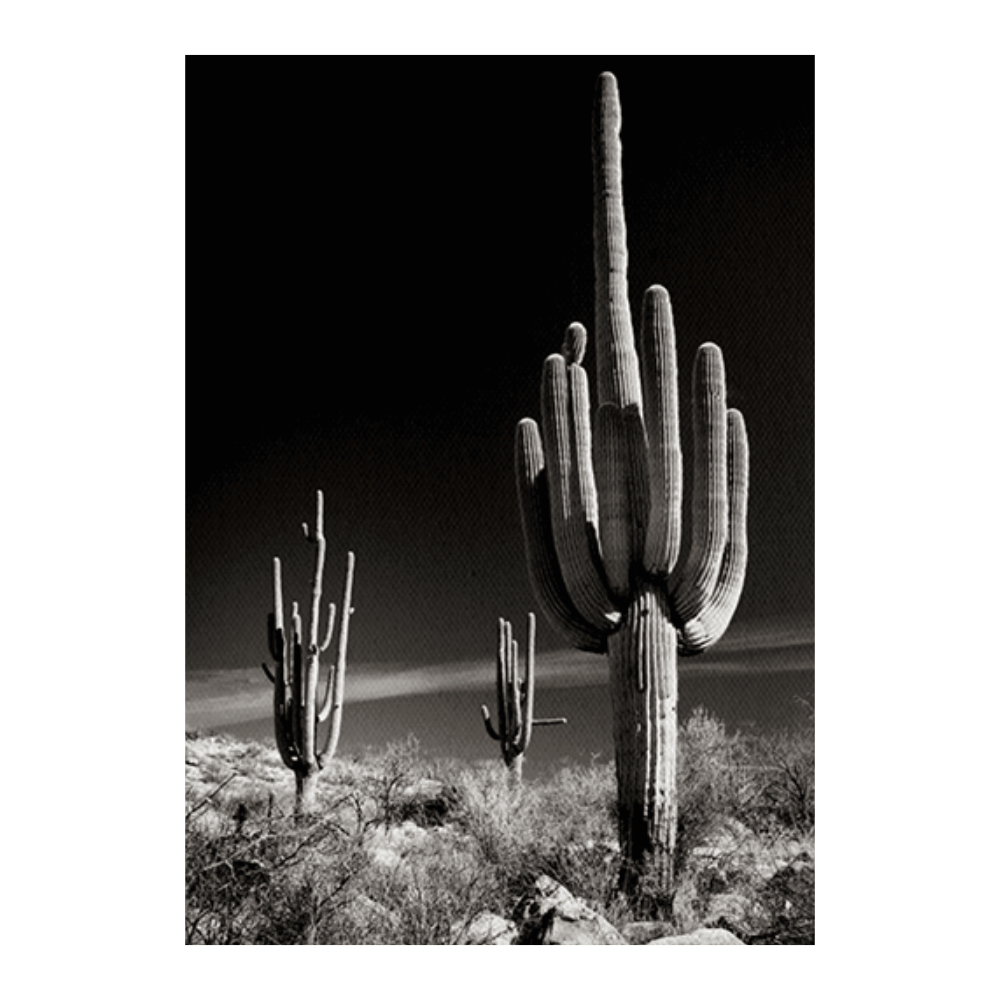 Minimal Cacti I