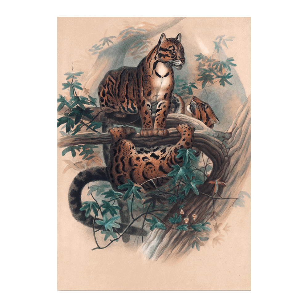 The Clouded Tiger