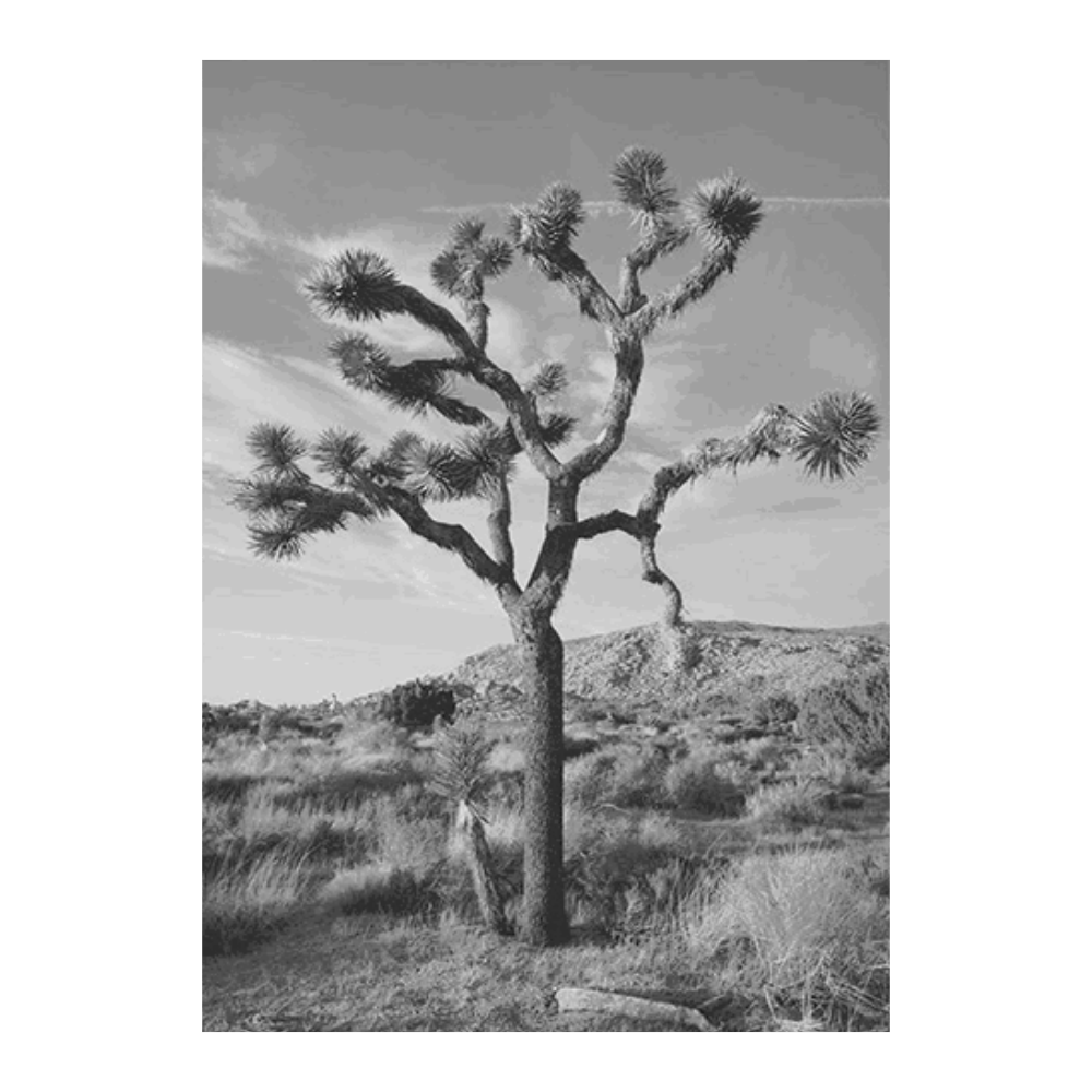 Joshua Tree III