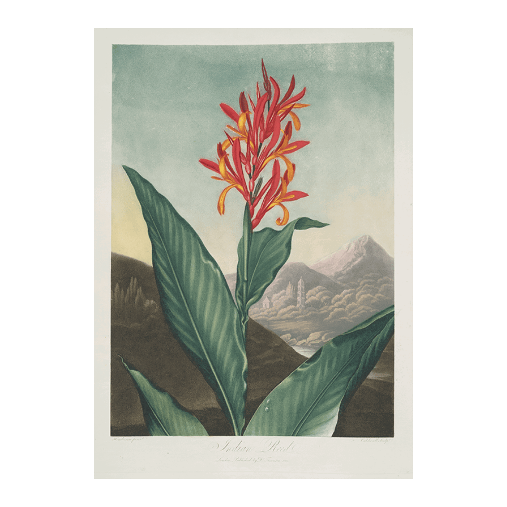 Indian Reed