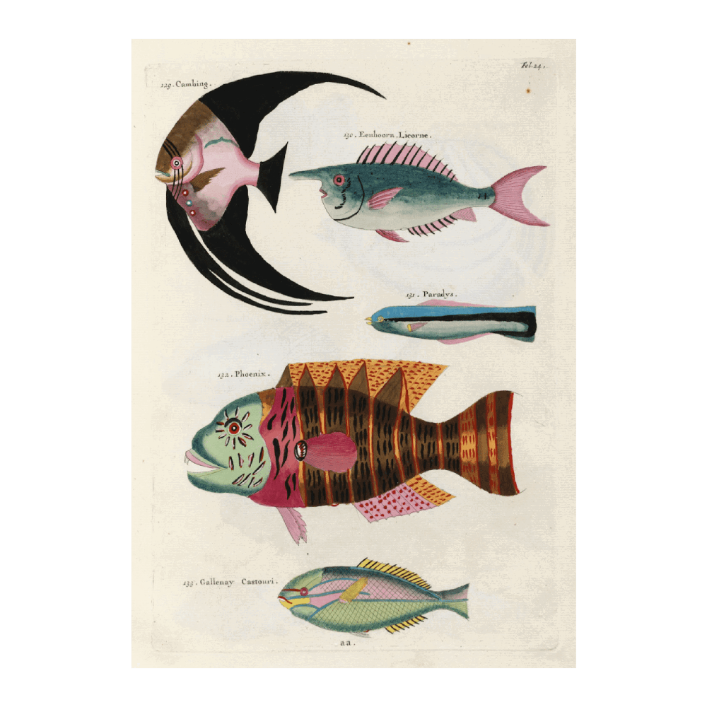 Poissons, Ecrevisses Et Crabes, De Diverses Couleurs Et Figures Extraordinaires PI XXIV