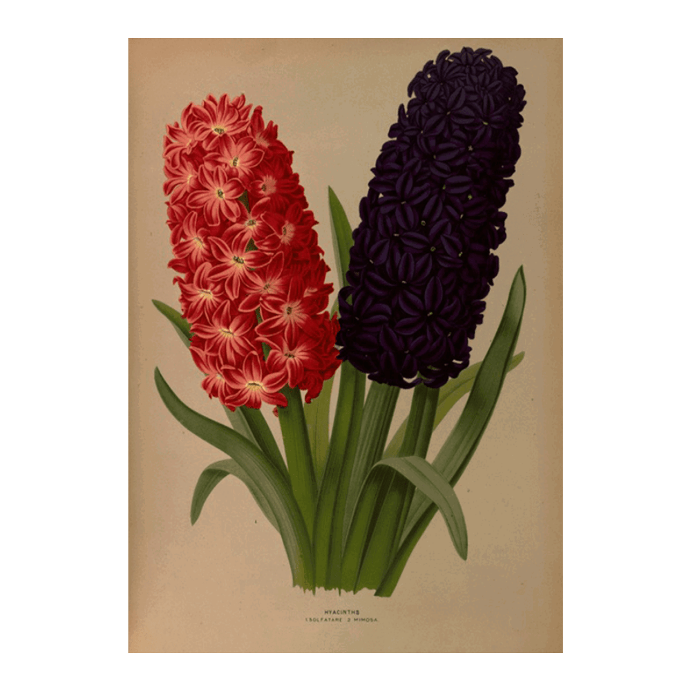 Hyacinths 5 (1872-1881)