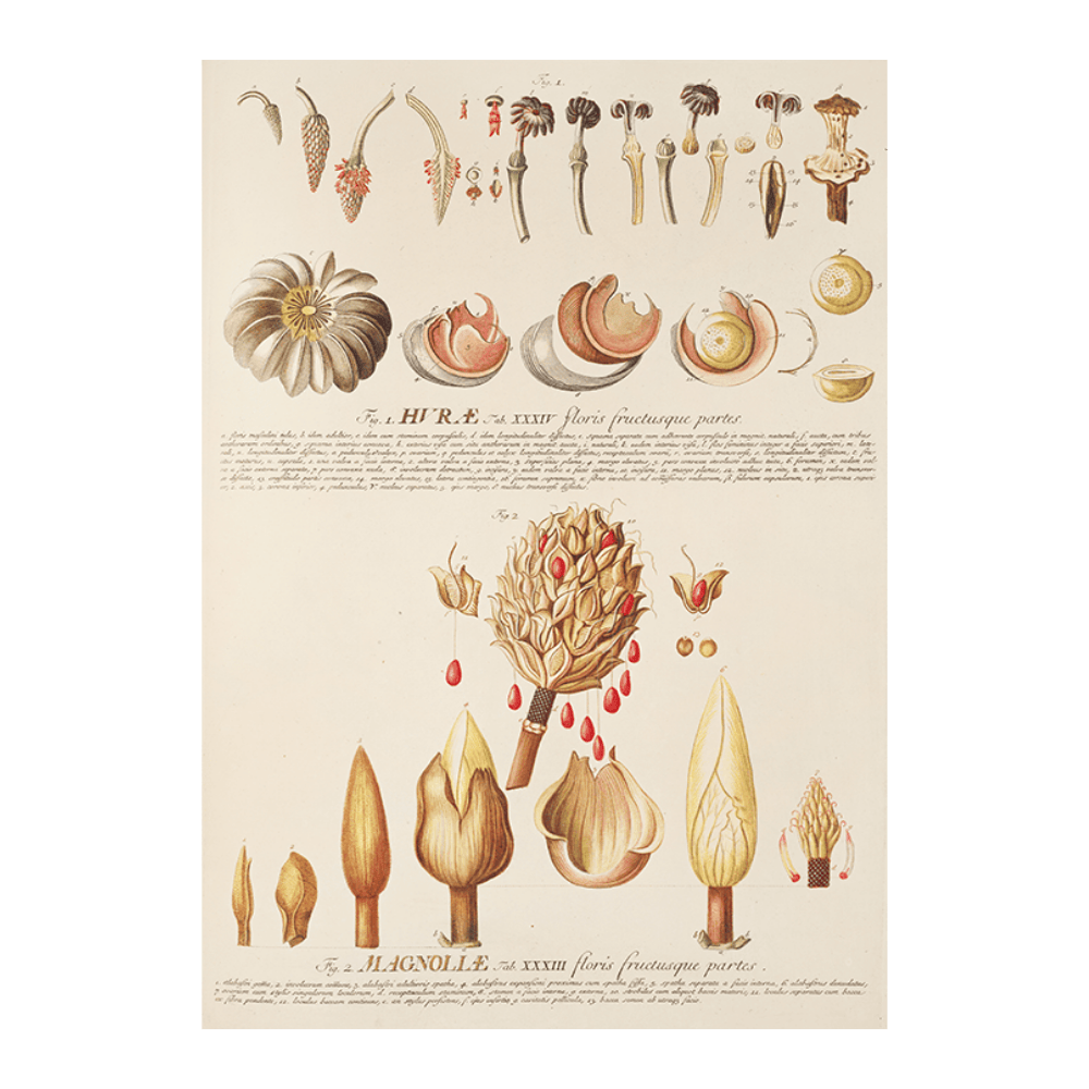 Hurae Magnoliae