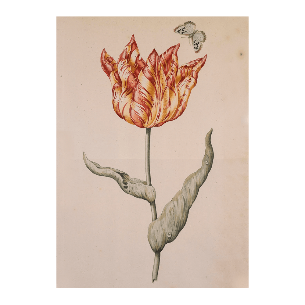 A Tulip With A Butterfly