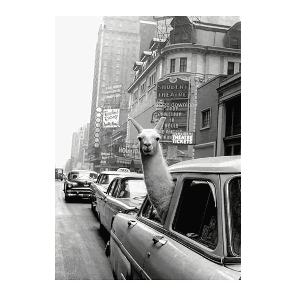 Llama Riding NYC Taxicab