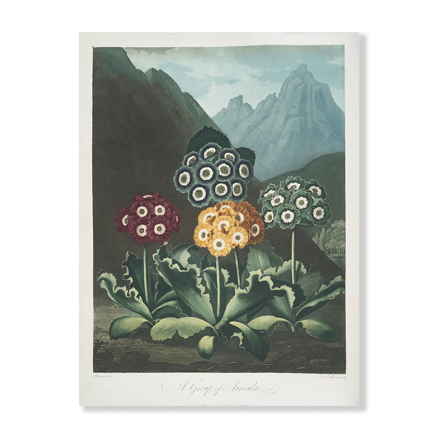 A Group of Auriculas - Jasper & Jute