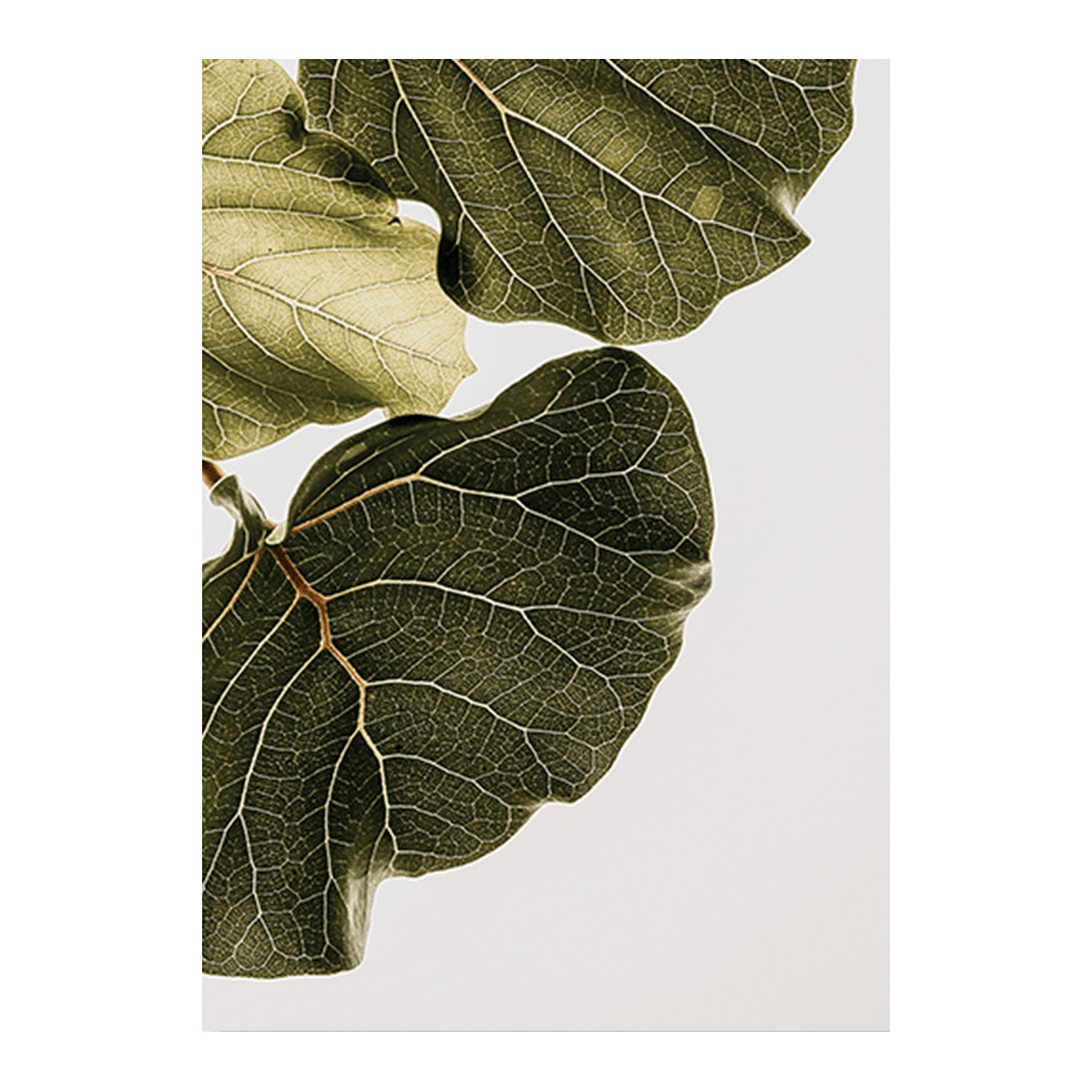 Abutifolia I