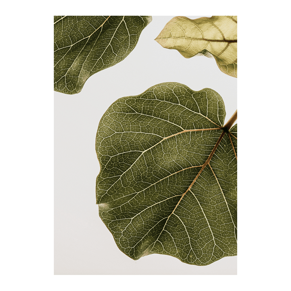 Abutifolia II