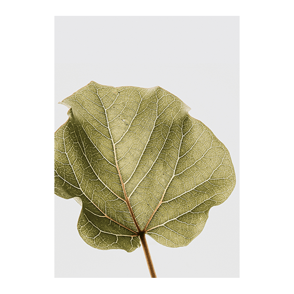 Abutifolia III