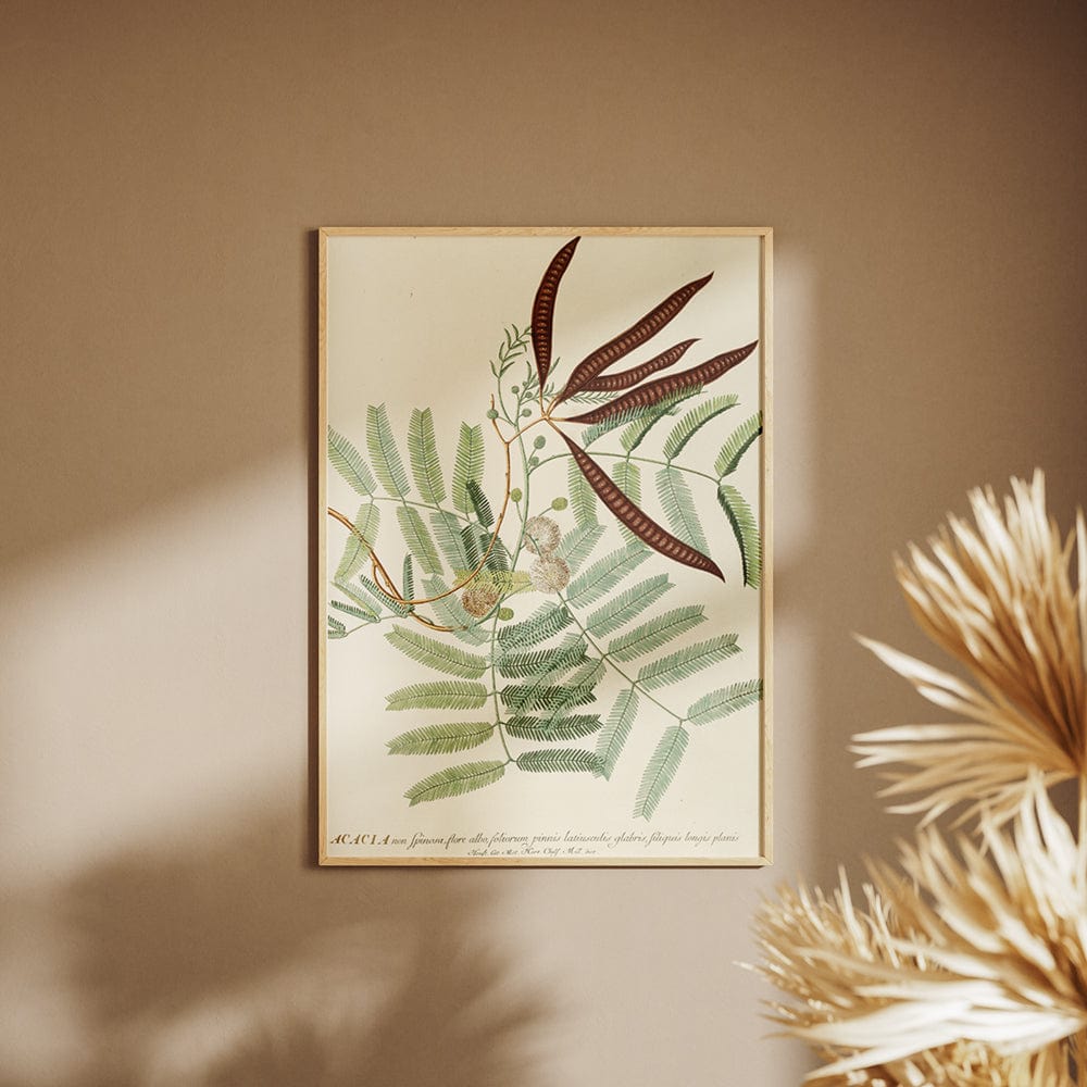 Acacia