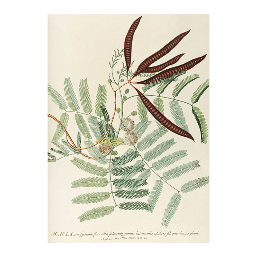 Acacia