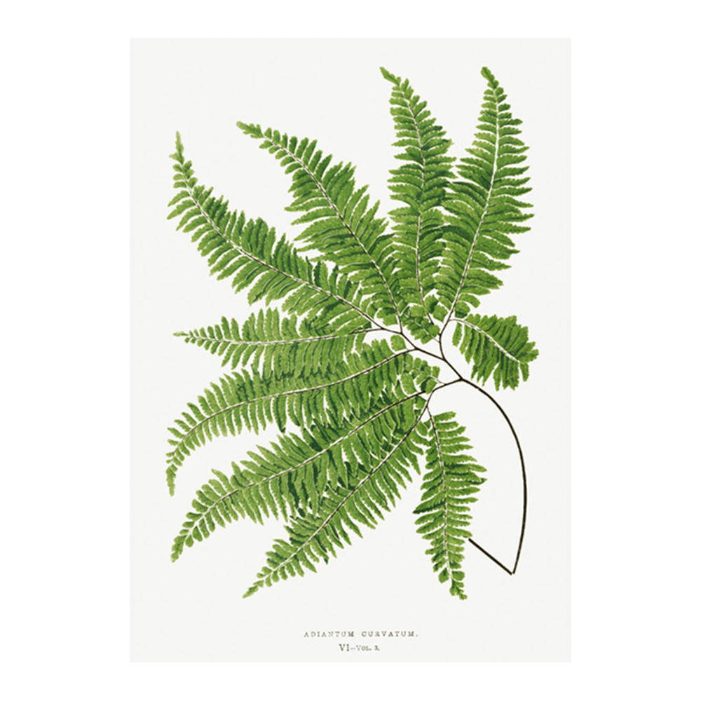 Adiantum Curvatum Fern