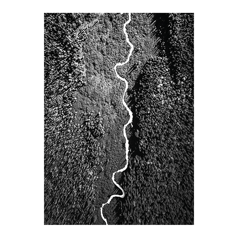 Aerial Forest