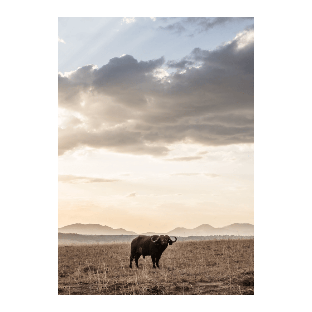 African Buffalo