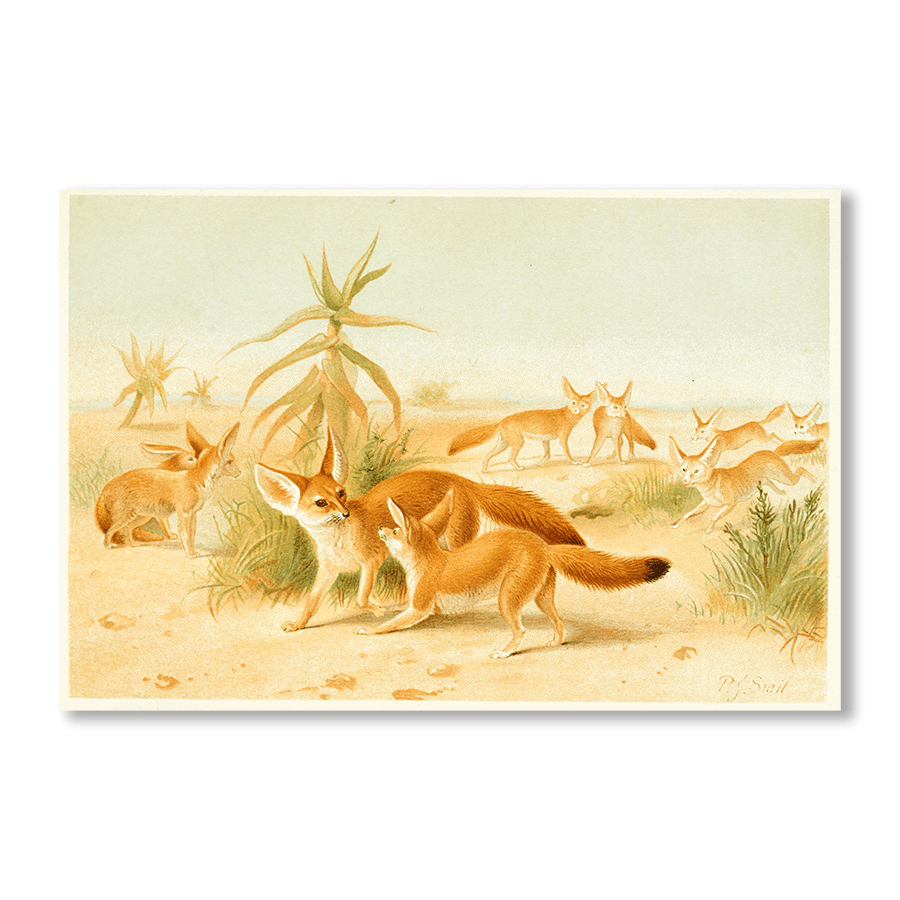 African Fennecs - Jasper & Jute