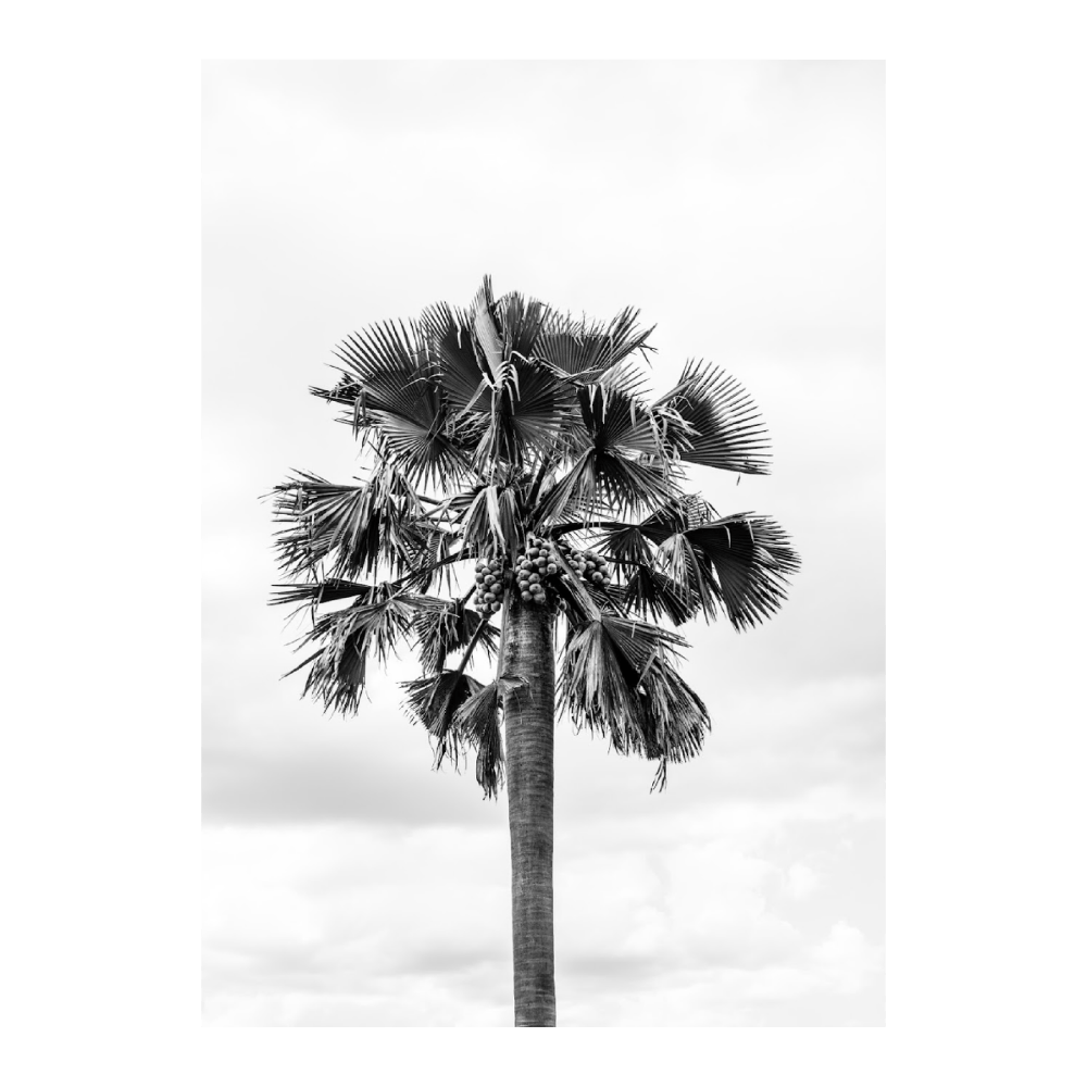 African Palm Tree