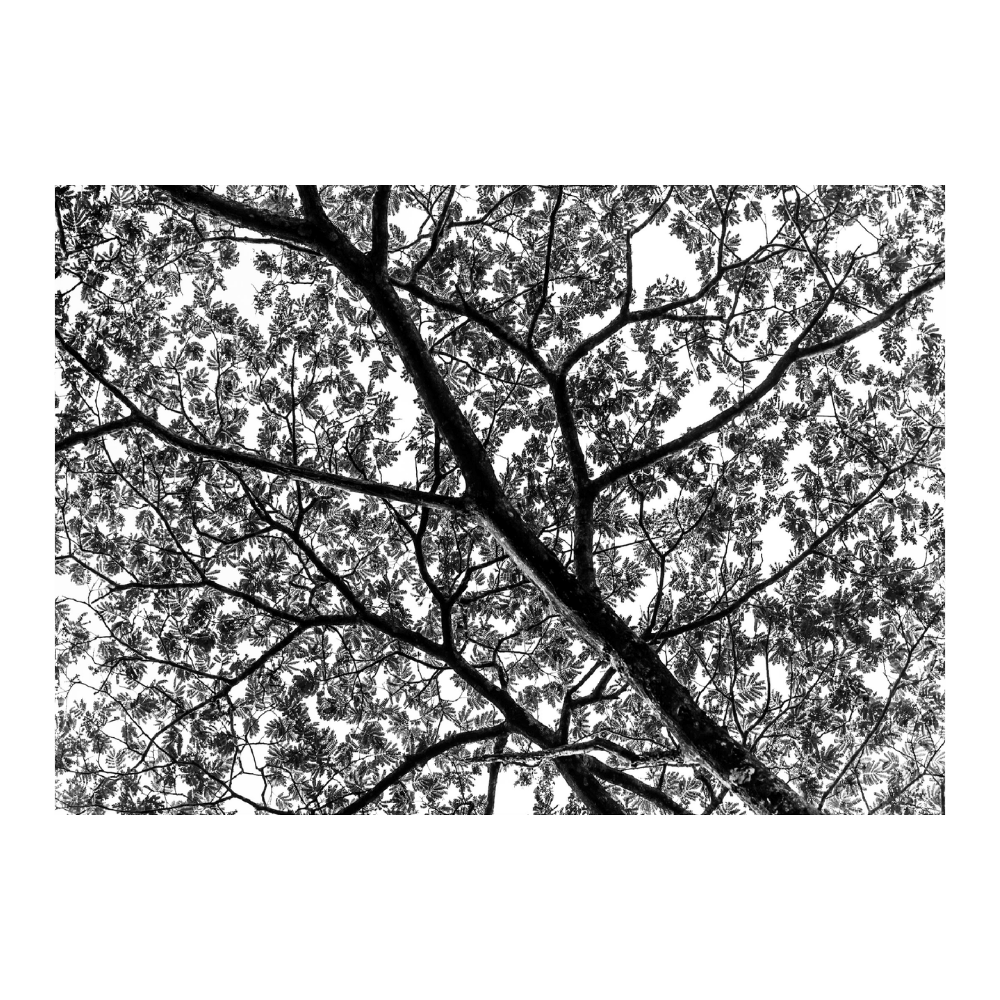 African Tree