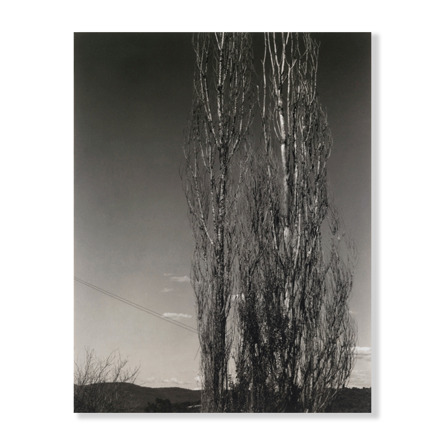 Alfred Stieglitz: "The Two Poplars, Lake George" (1934) - Jasper & Jute