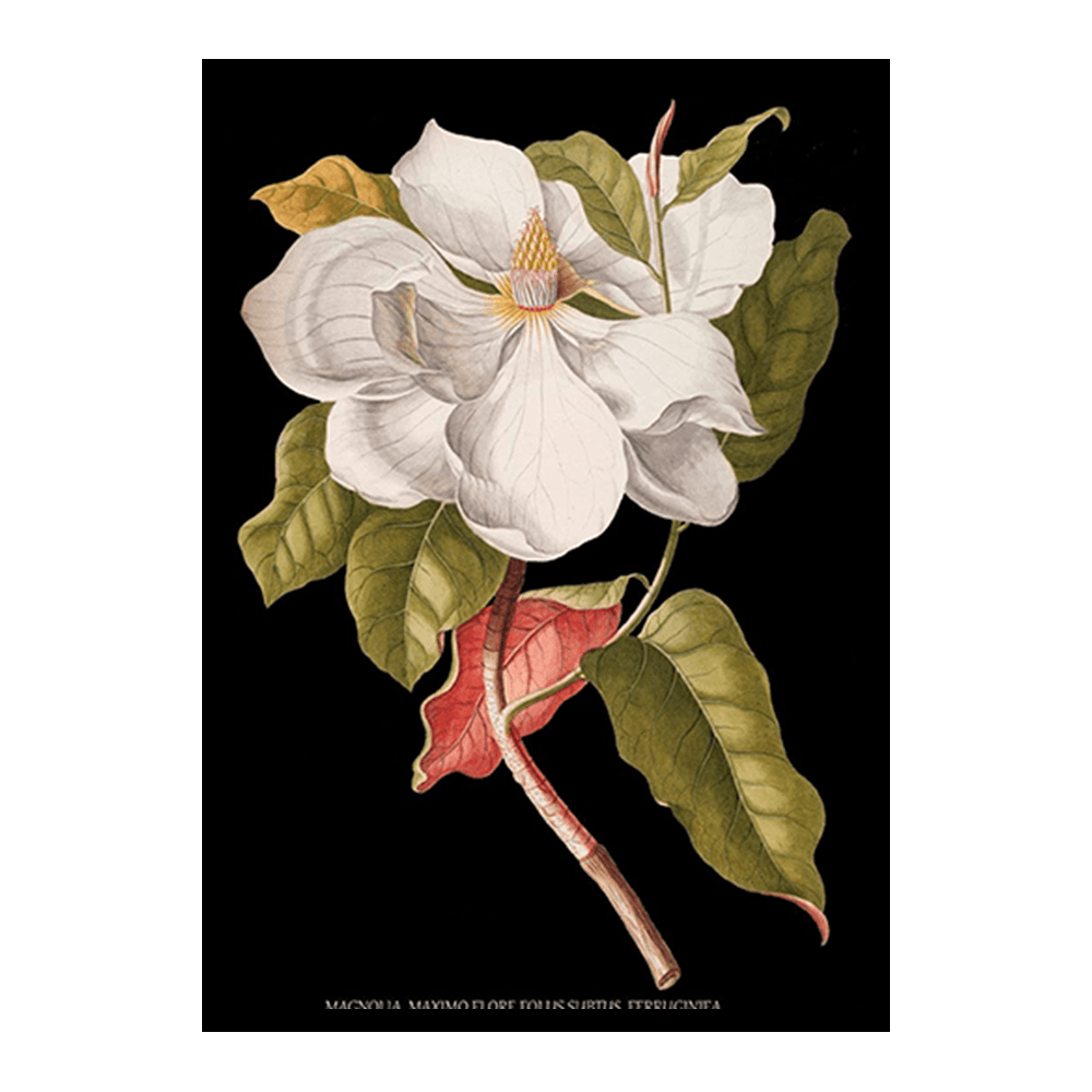 Antique French Botanical IV