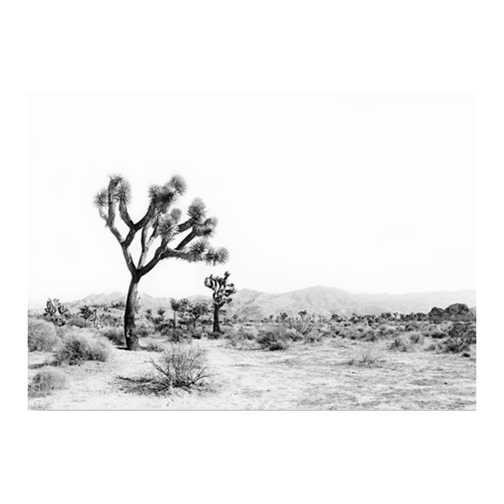 Desert Scene