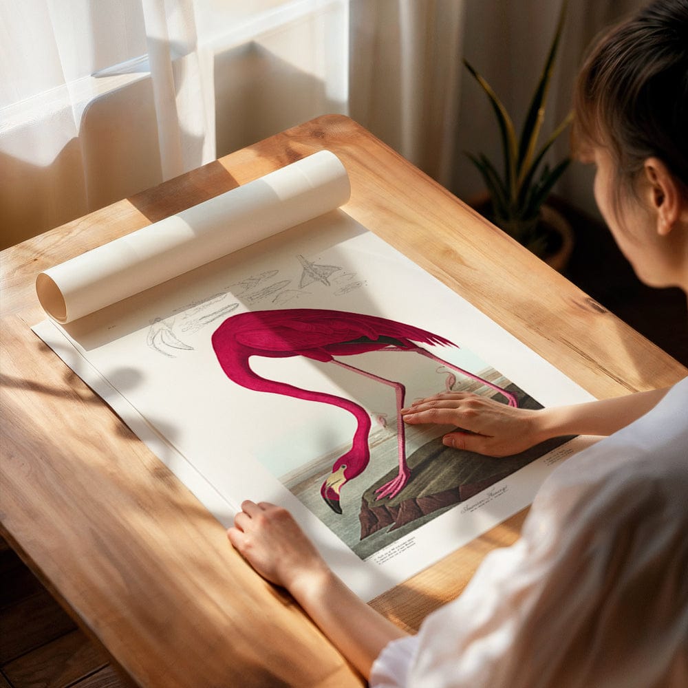 Audubon Pink Flamingo