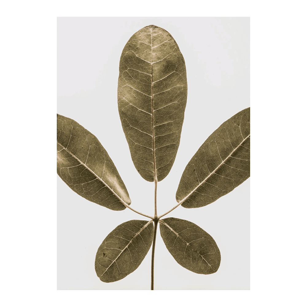 Autum Leaf