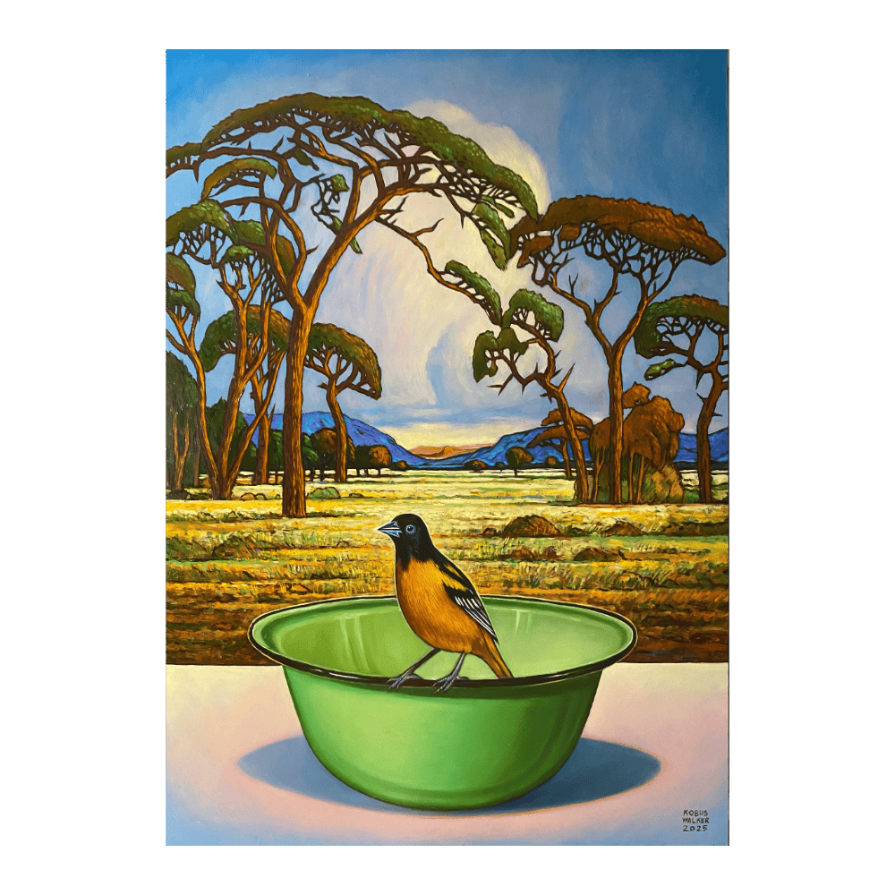 Baltimore Oriole