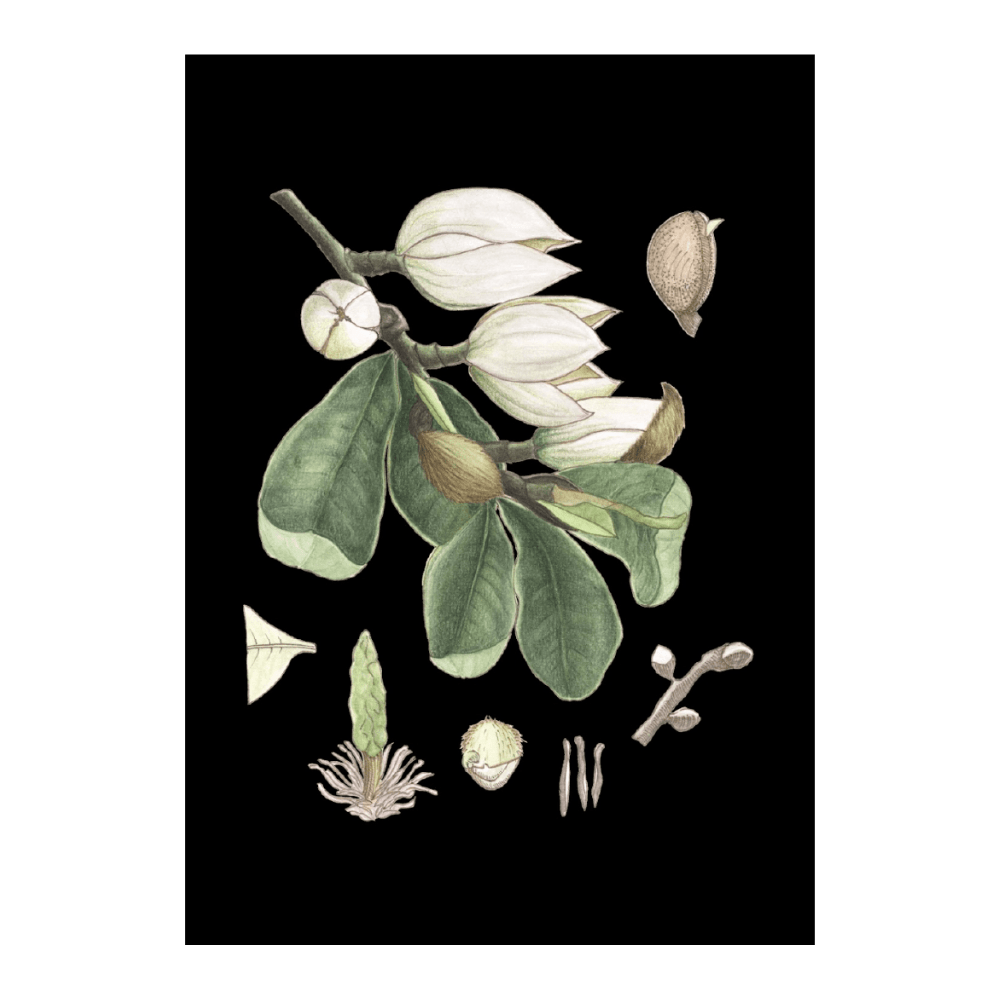Banana Blossom Forest Green