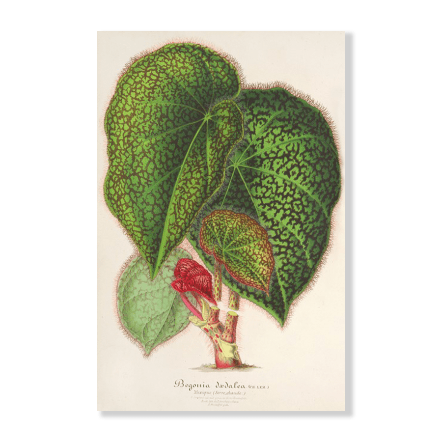Bégonia dædalea (1854-1896) - Jasper & Jute