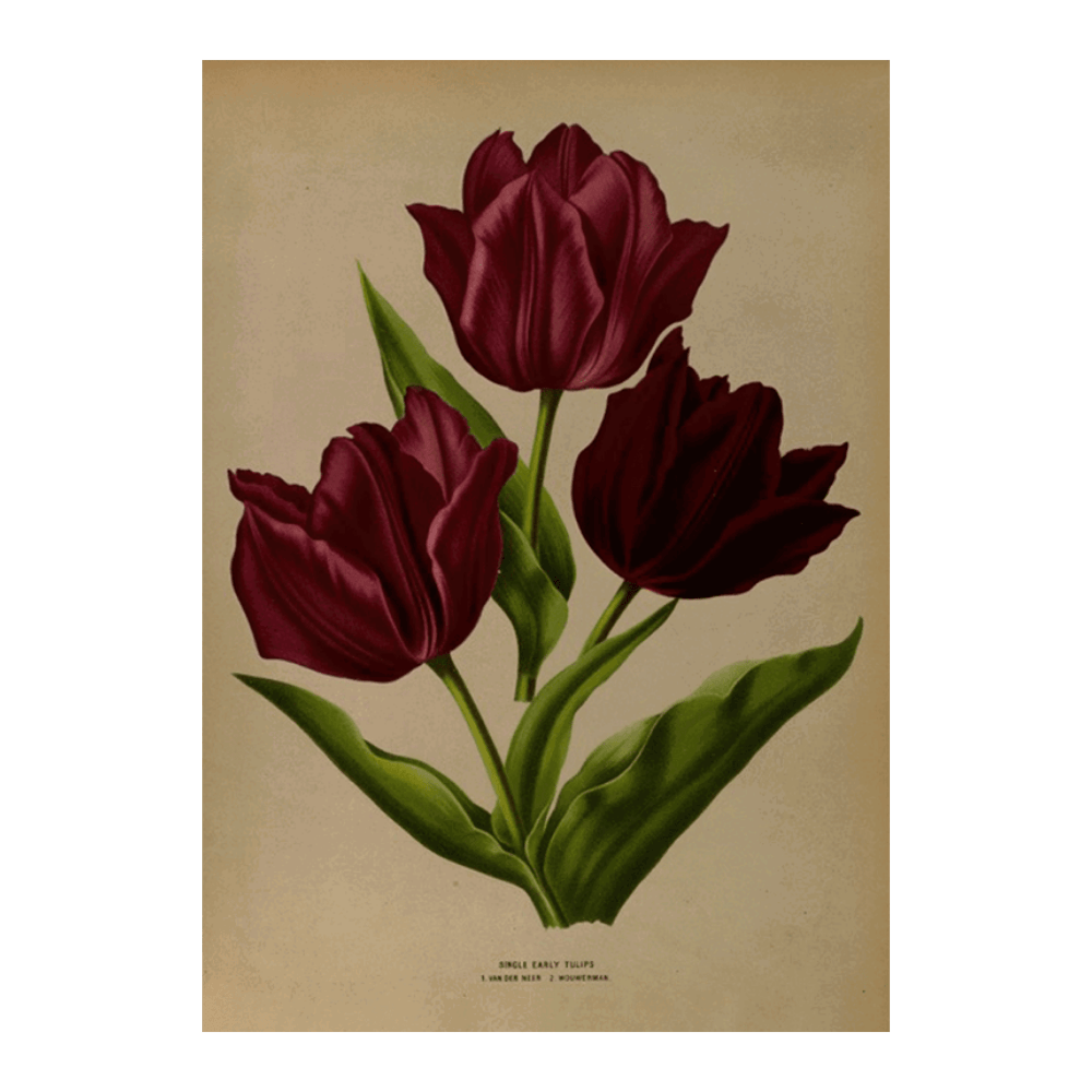 Single Early Tulips (1881)