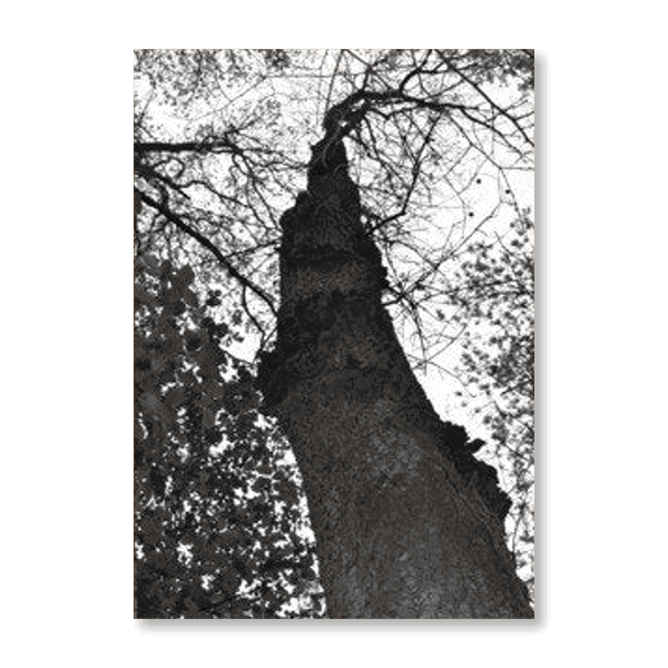 Black & White Tree Set III - Jasper & Jute