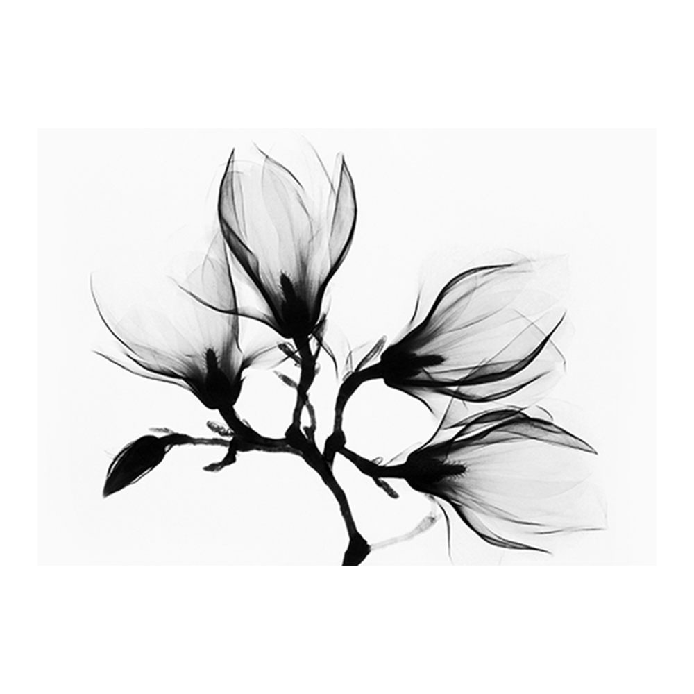 Botanical X-Ray I