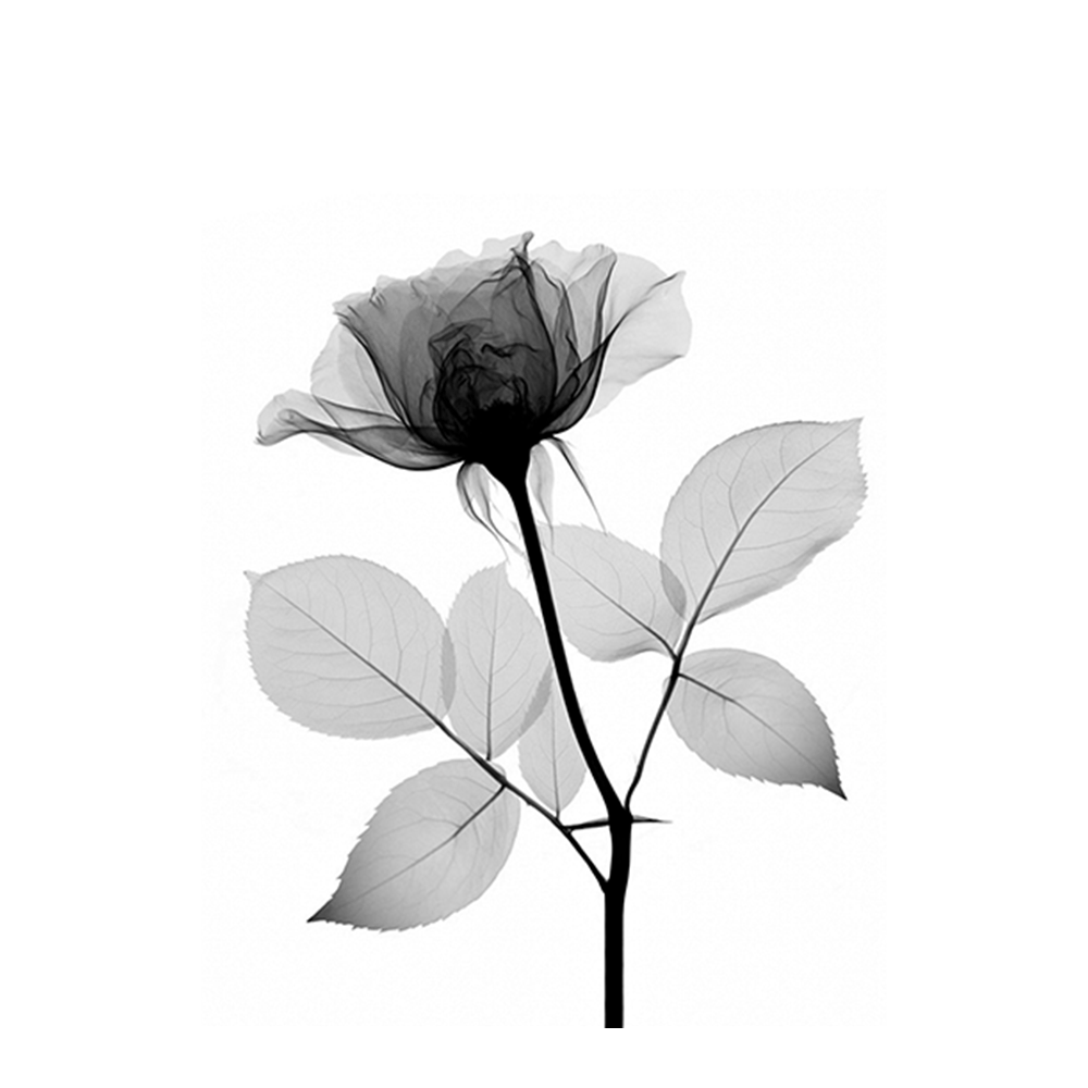 Botanical X-Ray III