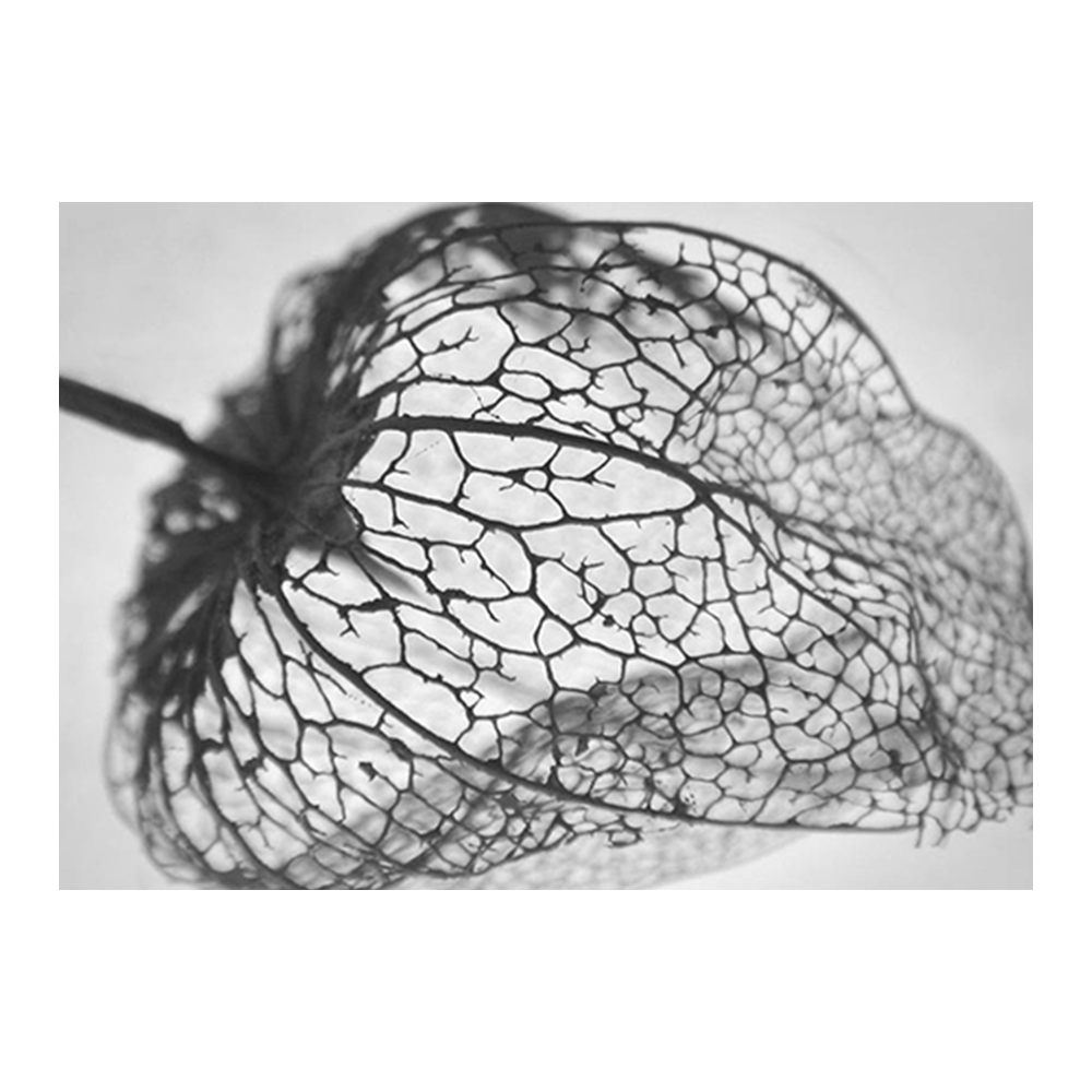 Botanical X-Ray IV