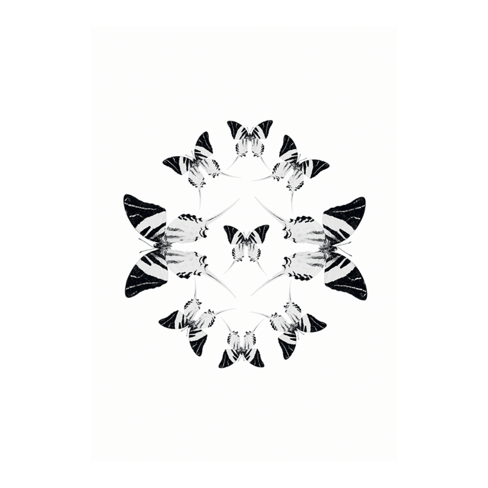 Butterflies V