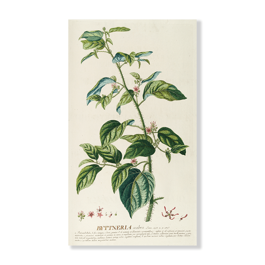 Byttneria - Jasper & Jute