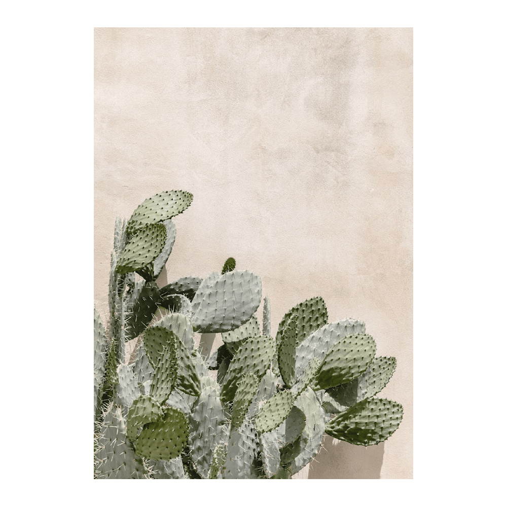 Cactus On The Wall