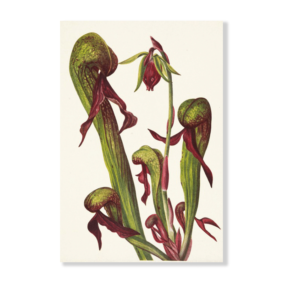 California Pitcherplant Chrysamphora (1925) - Jasper & Jute
