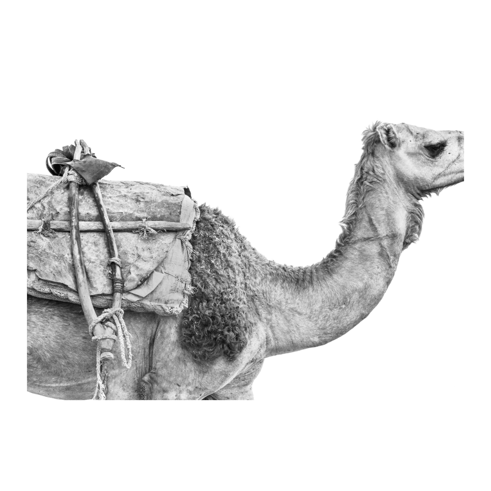 Camel (100% off)