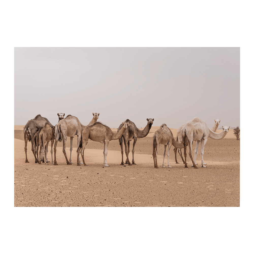 Camels In The Sahara