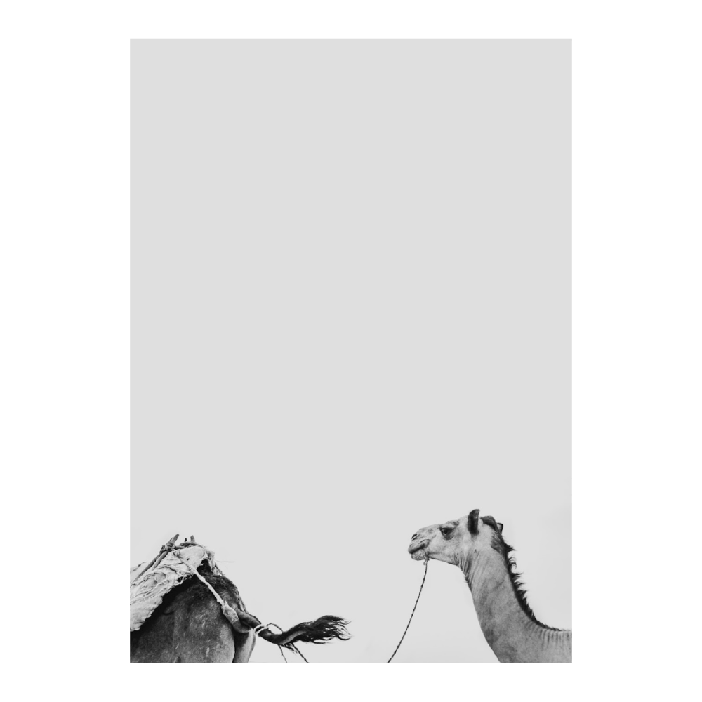 Camels
