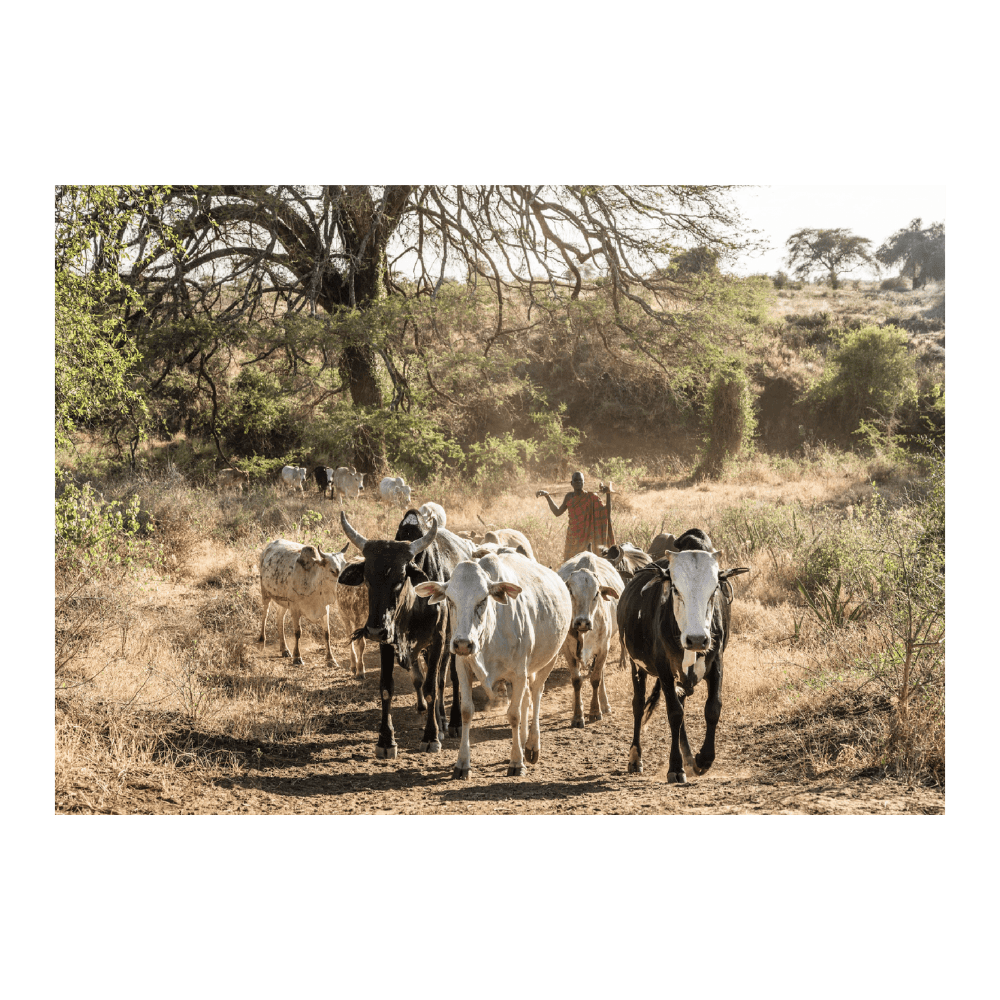 Cattle Going Home