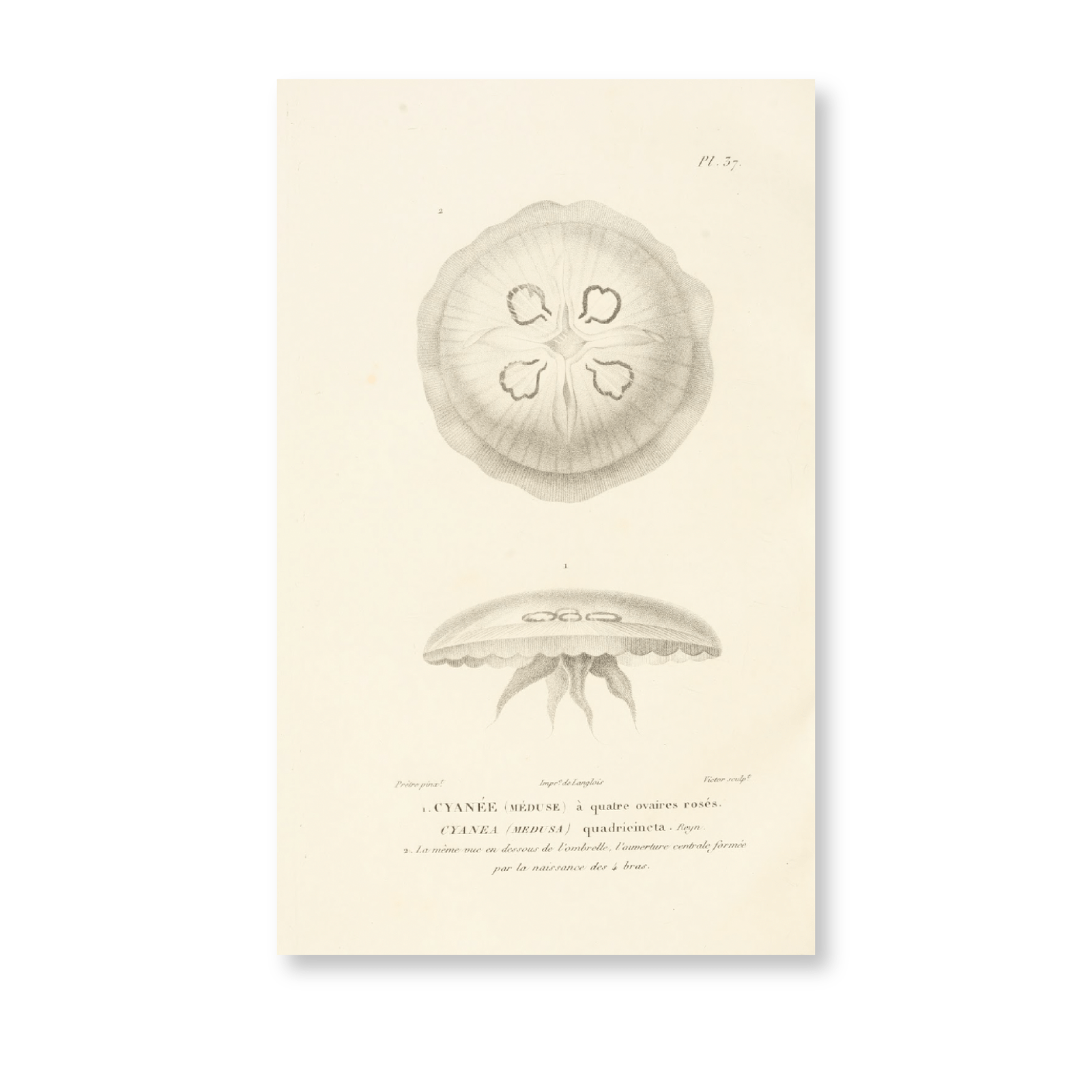 Centurie Zoologique PI XXXVII - Jasper & Jute