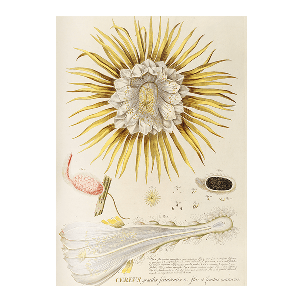 Cereus IV