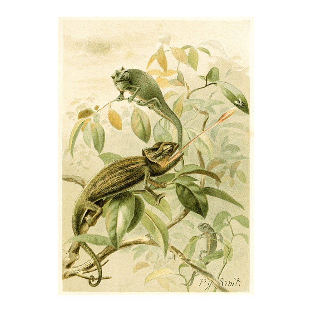 Chameleons