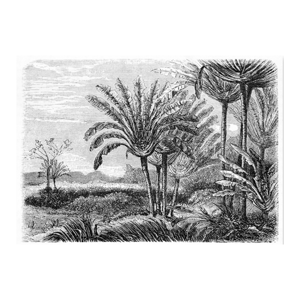 Antique Etching XIII