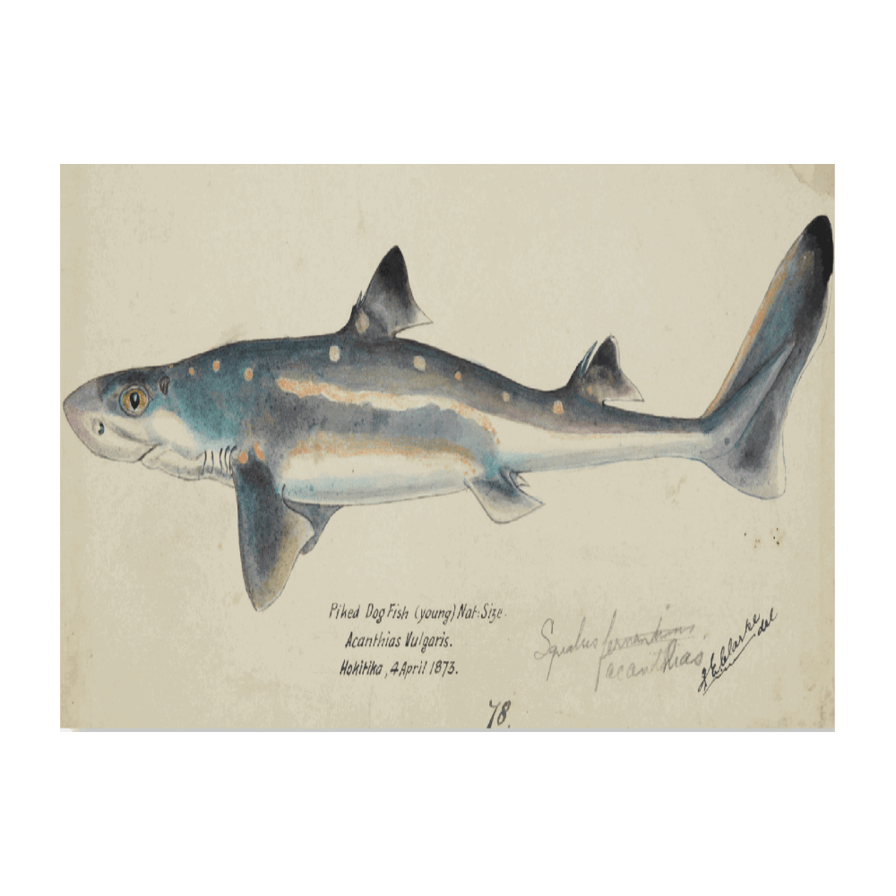 Spotted Spiny Dogfish (1873)