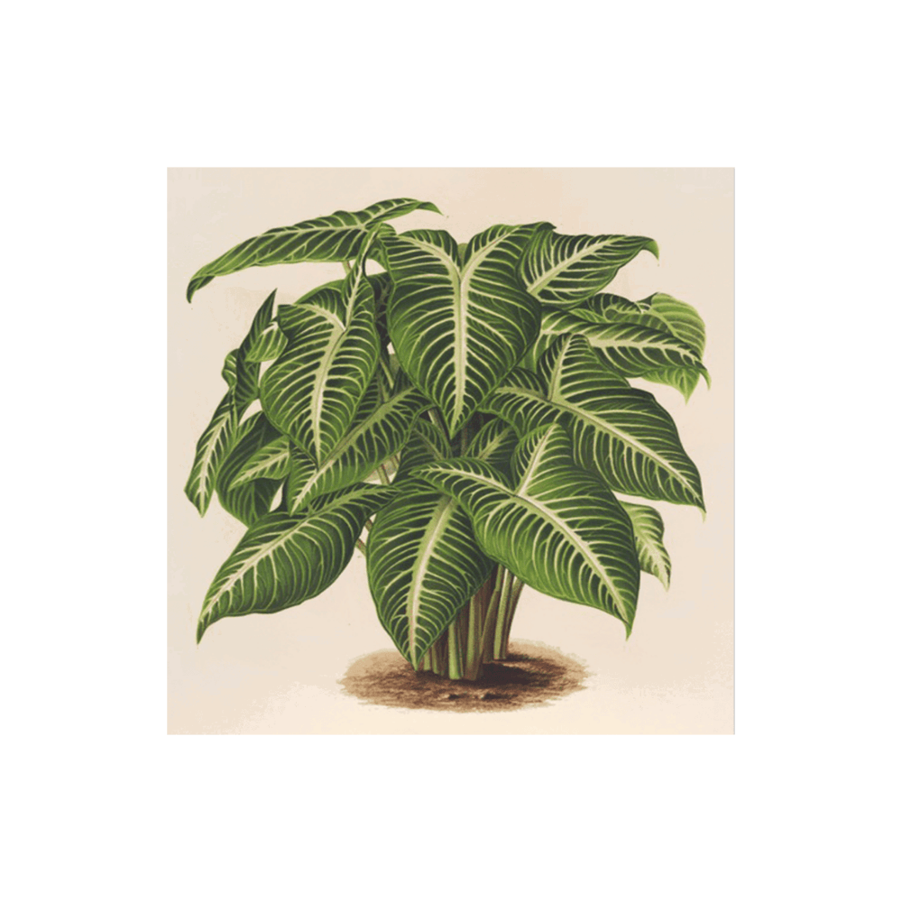 Phyllotoenium Lindeni (1854-1896)