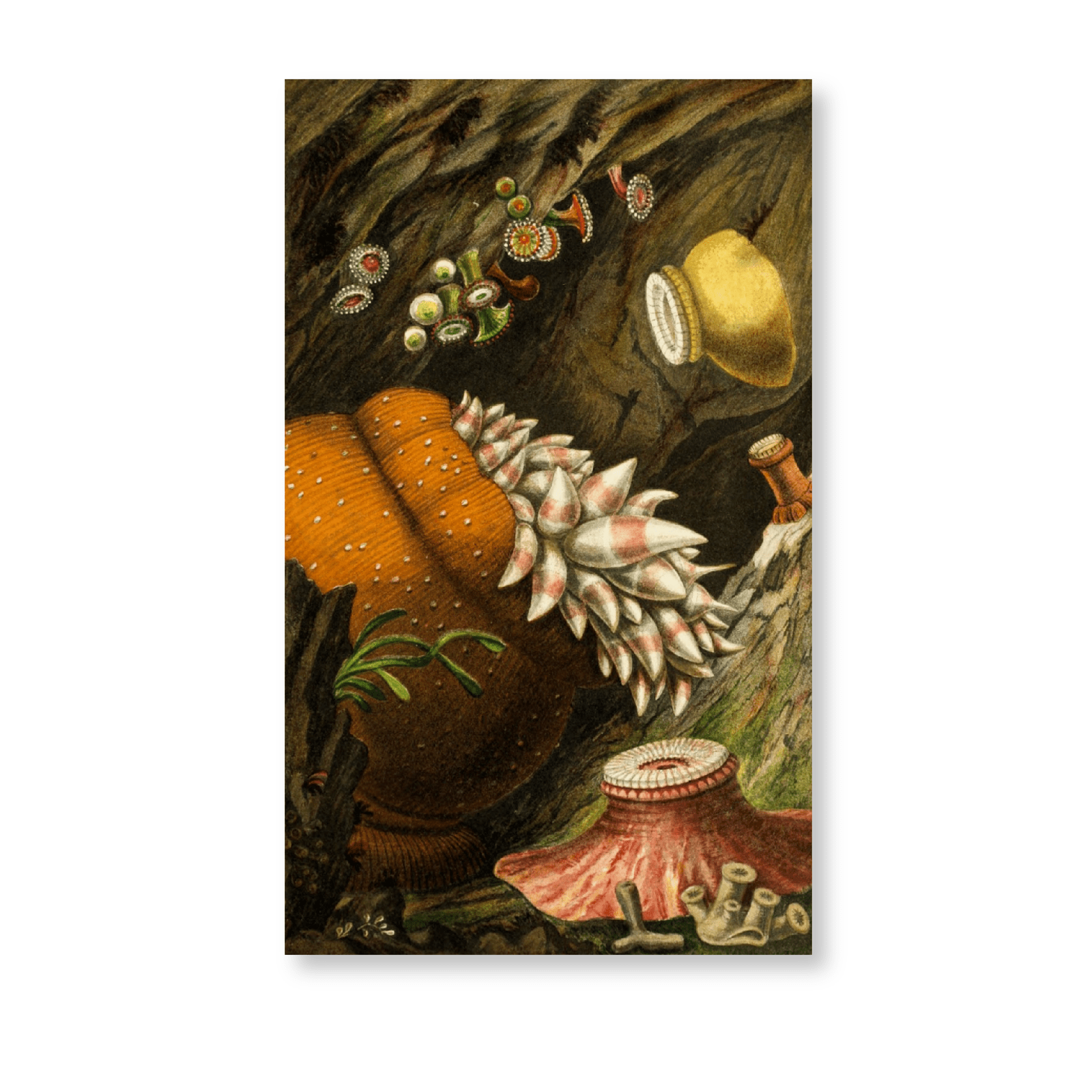 Corynactis Viridis, Bolocera Eques, Zoanthus Sulcatus, Z. Alderi, Z. Couchi (1860) - Jasper & Jute
