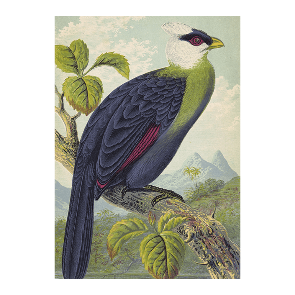 Corythaix Leucolopha